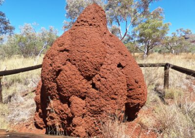 Termitenbau in den Kimberleys