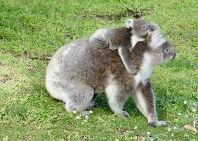 Koala 3