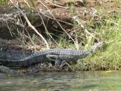 Süßwasserkrokodil, Ord Fluss, Kununurra Süßwasserkrokodil, Ord Fluss, Kununurra