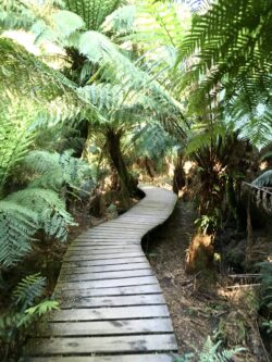 Cape Otway Cape Otway