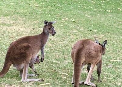 kangaroo IMG 0562